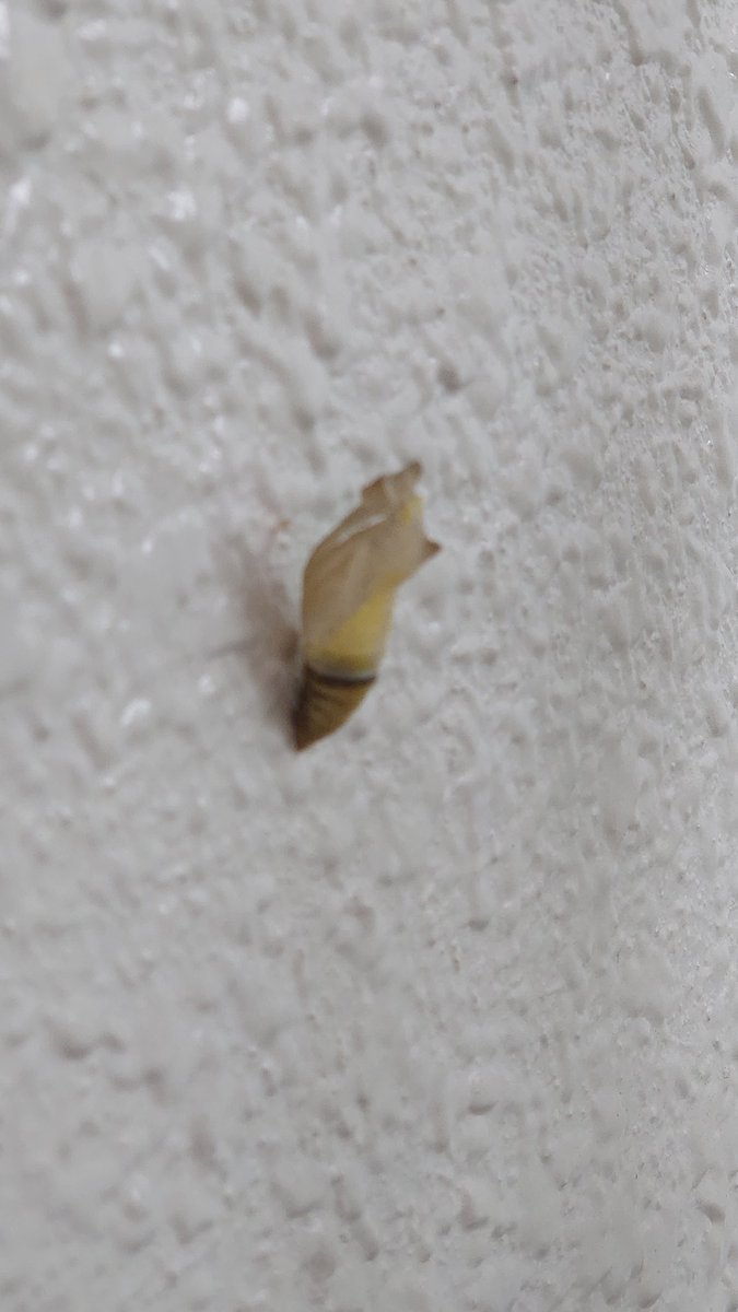 ミカンの木にいた幼虫が無事に羽化したようです。まだ羽がしっかり開いてないみたい。しかしあのサナギにこの羽が入っていたとは不思議です…(*´-`)