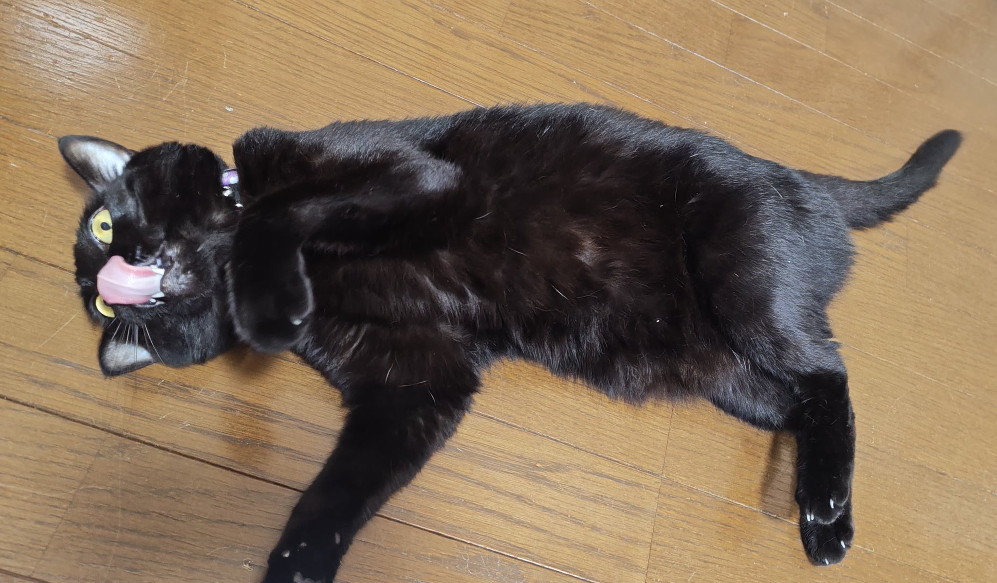 黒猫@タカシ on X: 
