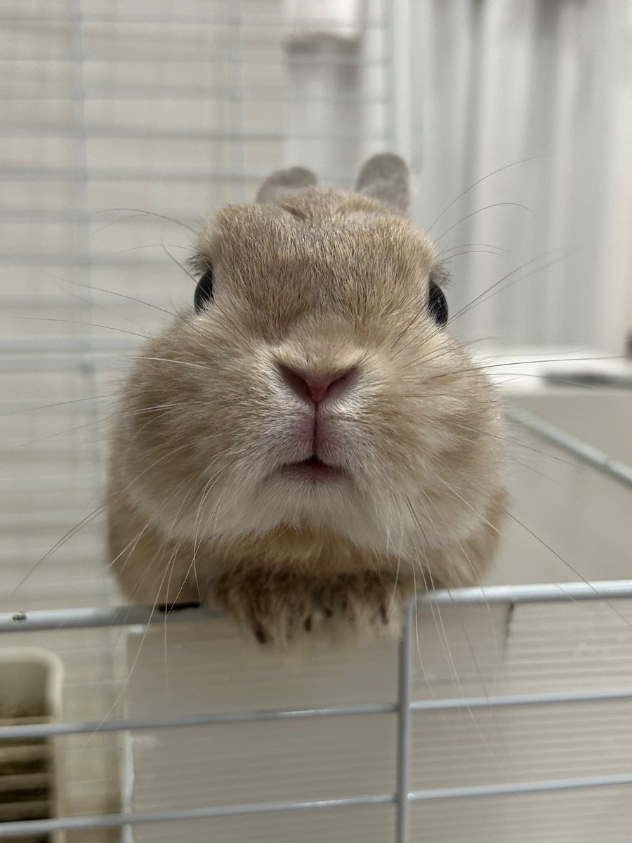 moca_usa_mofu's tweet image. lookiiing at youuu〜 🐰👀💕