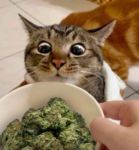 Top Hat Cat | $THC tweet media