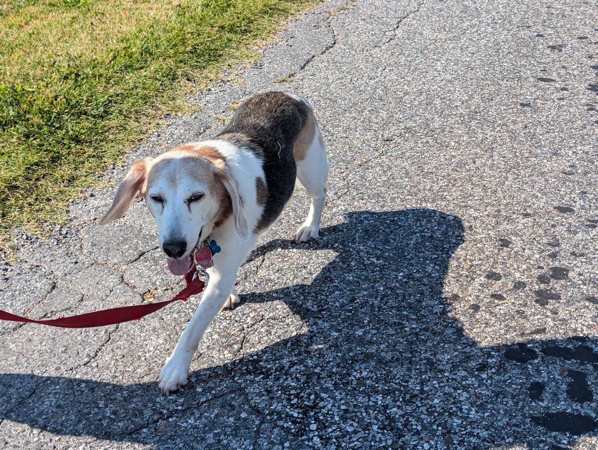 16yo. A fraction of what he used to walk but still loves every second of it