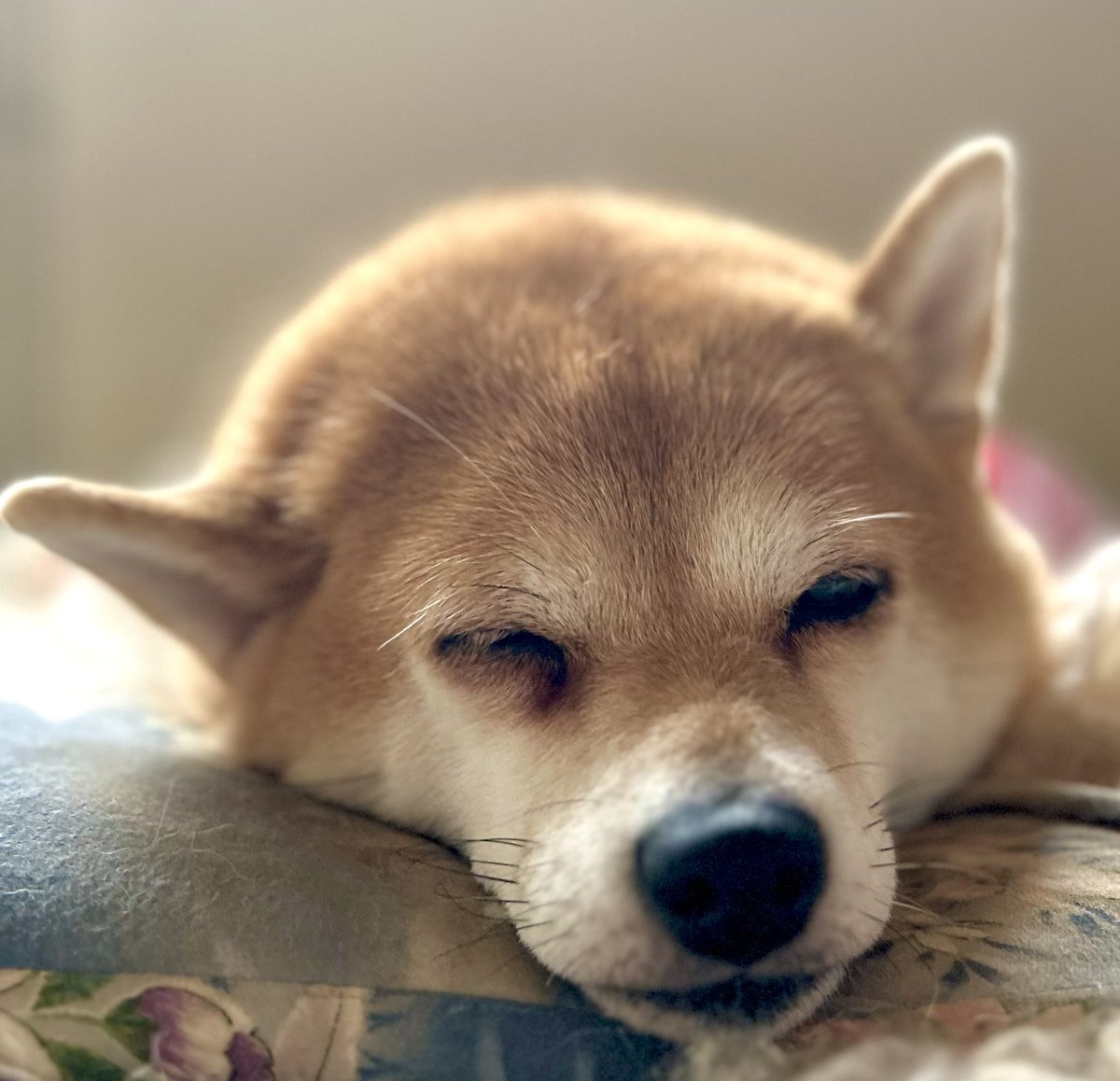 よしぼん【犬と心霊検証】真夜中の散歩 (@fuwari0106) / Posts / X