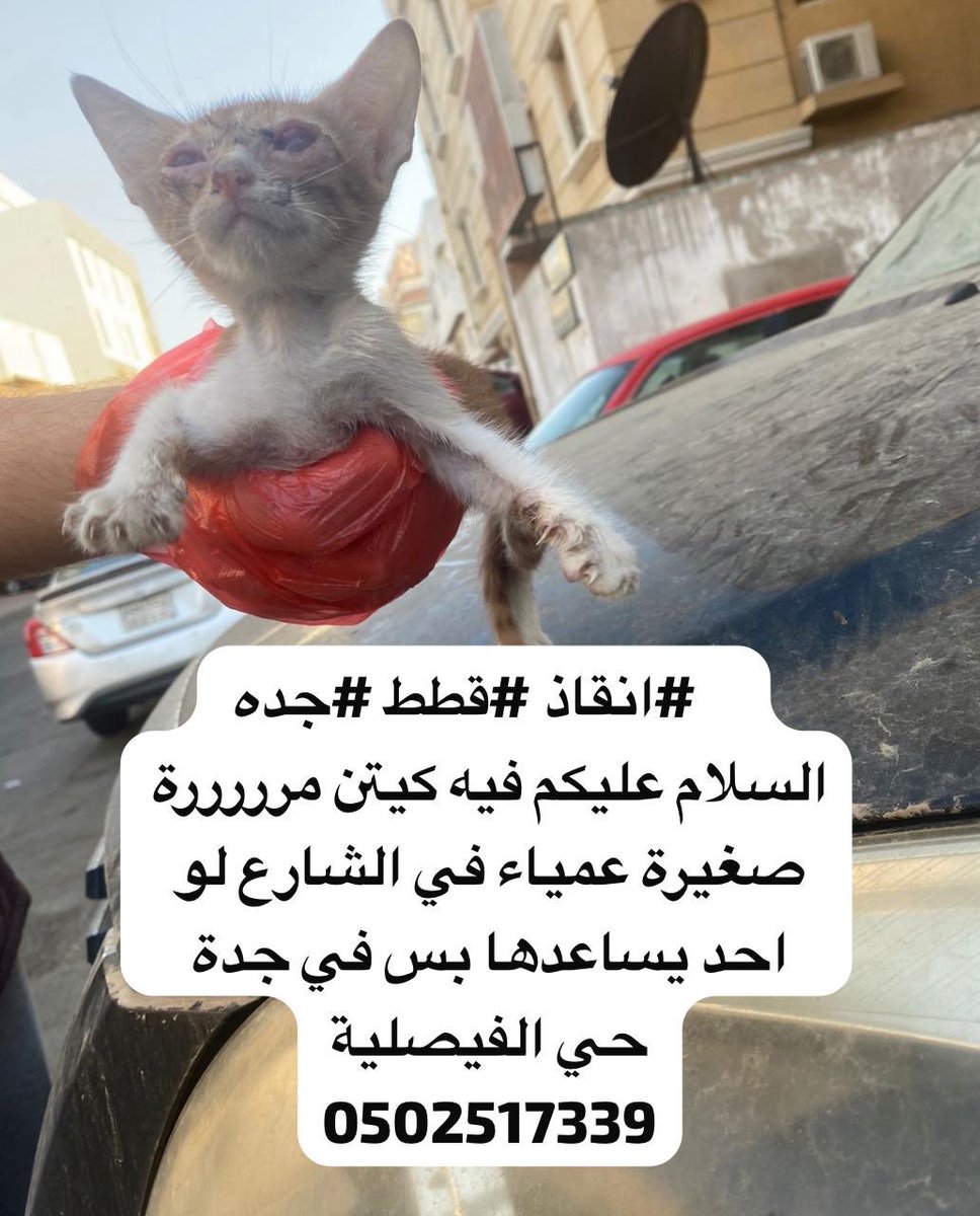🌺 Ahlam AL Refae (@ahlamrefae46875) on Twitter photo 