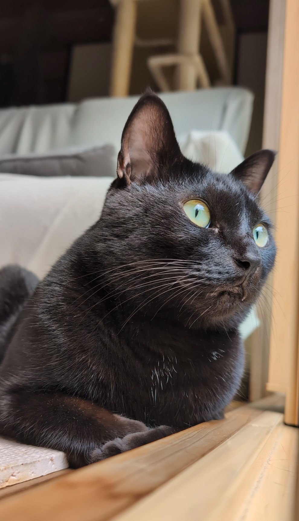 黒猫 黒猫アルル on X: 