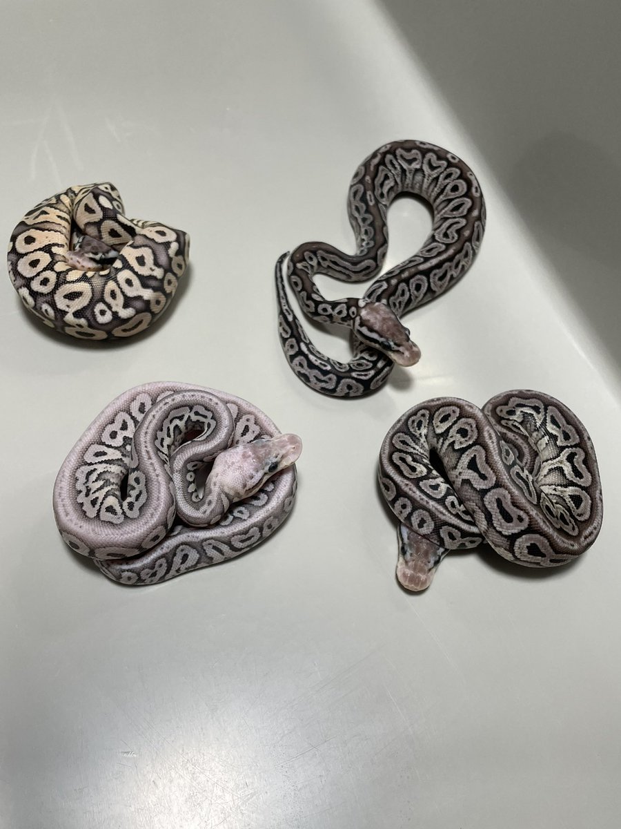 kk999kk753's tweet image. パステルレッドアザン
(LR)
           ✖️
 パステルHRAスポットノーズhetクラウン
 (vbp)     
　　
クラッチ

#ボールパイソン
#Ballpython