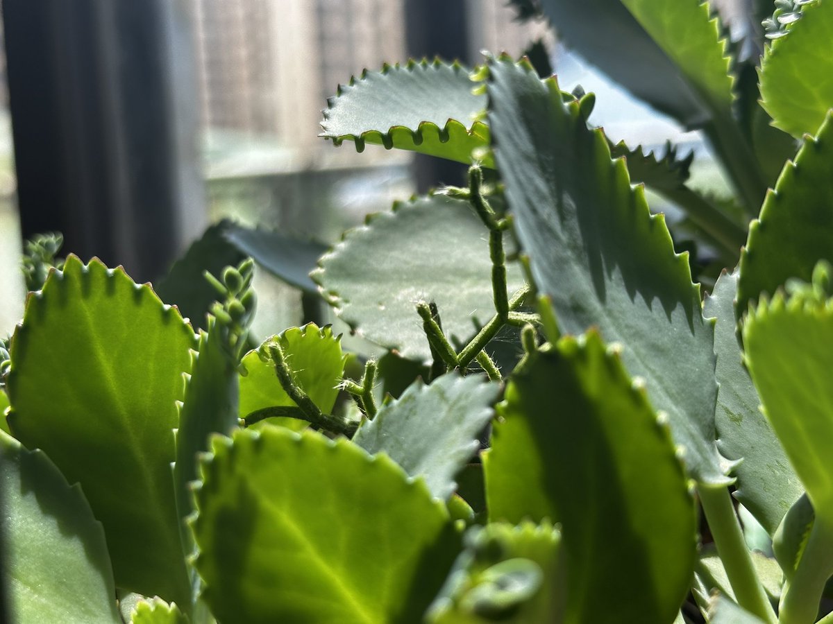 Linnaeus tweet media