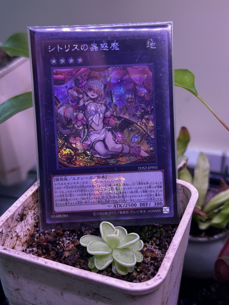 Linnaeus tweet media