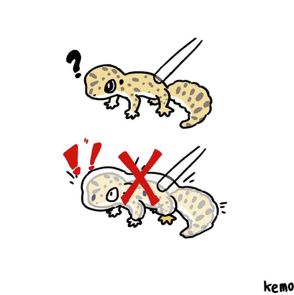 kemo_tail's tweet photo. 最近網路上可以看到守宮被用吹氣蛻皮，想呼籲一下，這麼做有可能會讓你家的守宮受傷喔

可能會造成他們：
1.嚇到/造成不必要的壓力
2.皮膚還沒完全可蛻就被蜕下造成傷害
3.髒東西被一起吹進剛換皮敏感的皮膚和耳朵眼睛造成感染

守宮醫藥費也很貴，為了他們也為了你的錢包著想，不要這麼做。
#gecko https://t.co/mORGEGxNRX