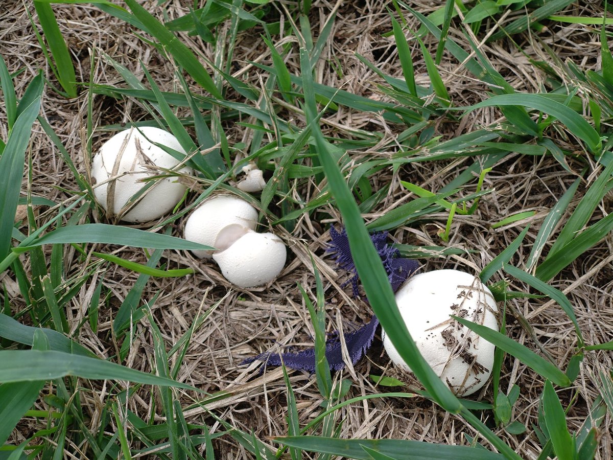 BBQ 開催中…
草むらに生えてた白いキノコ…
食えるのか？
調べたら食えるらしい
その名もジャイアントバフボール(笑)
喰ってみた🎵

マシュマロ〜🎵