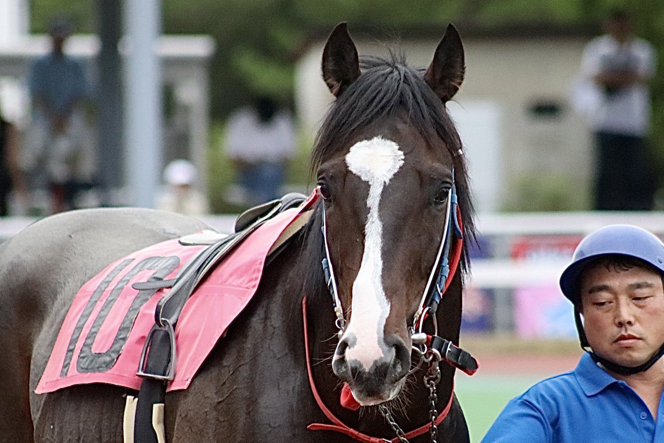 牧場ウマウマ 富菜牧場 on X: 