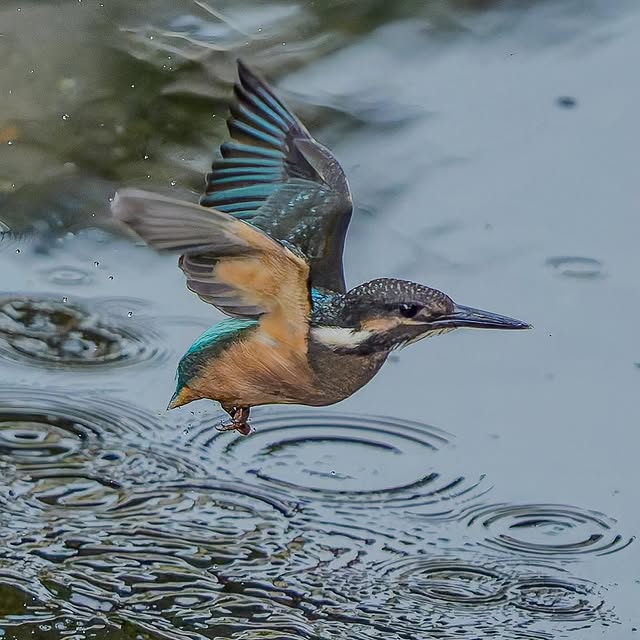 haruno__naomi's tweet photo. カワセミの飛び出し📷✨

#カワセミ #かわせみ #翡翠 #野鳥 #野鳥撮影 #sonyalpha #birdphotography #birdsofinstagram #bird #birds #kingfisher #commonkingfisher #nuts_about_birds https://t.co/8pf0QfWZQz