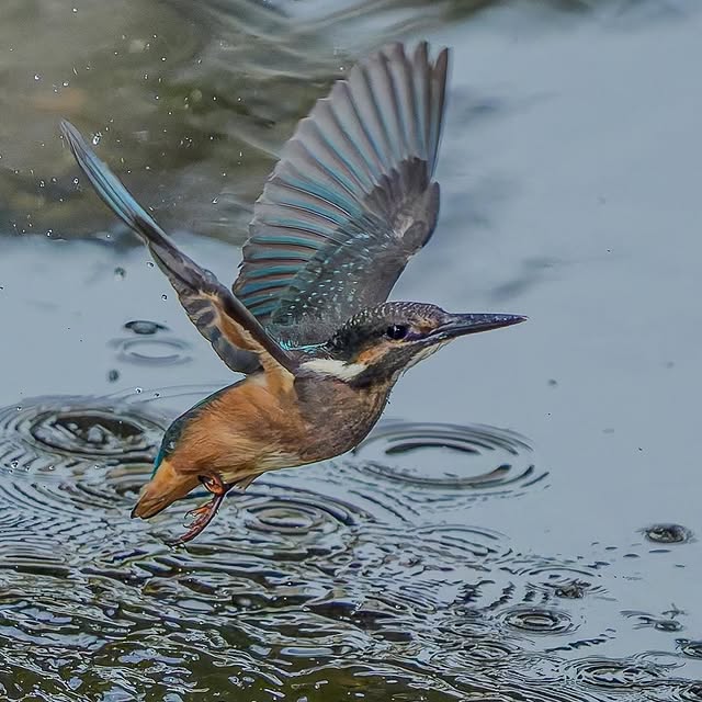 haruno__naomi's tweet photo. カワセミの飛び出し📷✨

#カワセミ #かわせみ #翡翠 #野鳥 #野鳥撮影 #sonyalpha #birdphotography #birdsofinstagram #bird #birds #kingfisher #commonkingfisher #nuts_about_birds https://t.co/8pf0QfWZQz