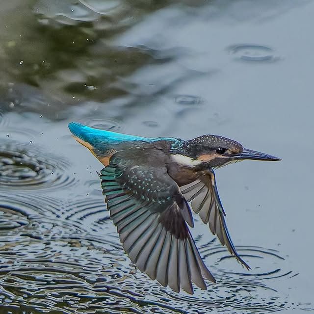 haruno__naomi's tweet photo. カワセミの飛び出し📷✨

#カワセミ #かわせみ #翡翠 #野鳥 #野鳥撮影 #sonyalpha #birdphotography #birdsofinstagram #bird #birds #kingfisher #commonkingfisher #nuts_about_birds https://t.co/8pf0QfWZQz