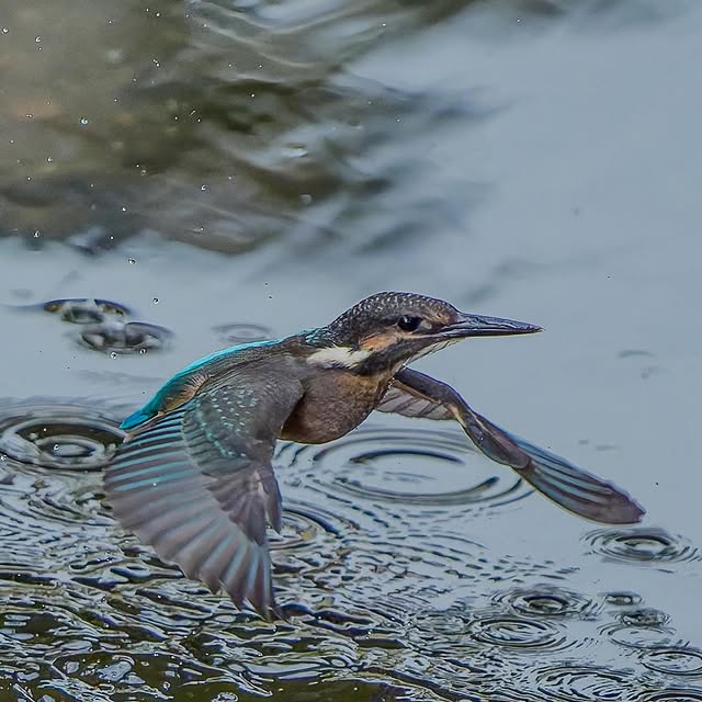 haruno__naomi's tweet photo. カワセミの飛び出し📷✨

#カワセミ #かわせみ #翡翠 #野鳥 #野鳥撮影 #sonyalpha #birdphotography #birdsofinstagram #bird #birds #kingfisher #commonkingfisher #nuts_about_birds https://t.co/8pf0QfWZQz