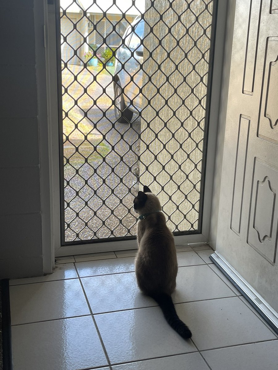 Looking for the birds