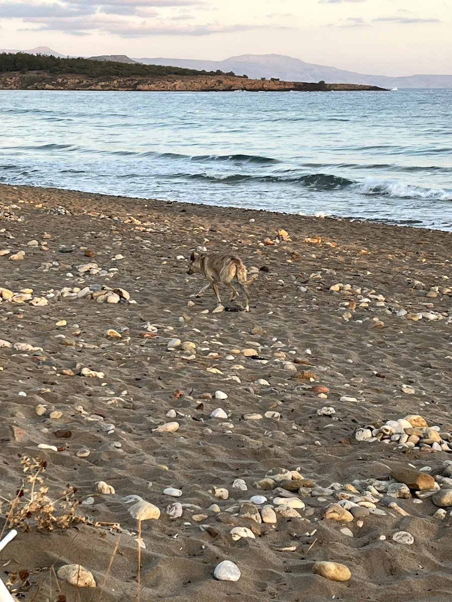 g6rby's tweet image. SATELLITES, SUNRISE & WILD DOGS ! SO-50 03:44z KM15/25 Gridline this morning. Thanks all who got up early! Maybe couple more passes and then 30 min walk back to town.
SV9/M1DDD
#amsatrovers
#amsat