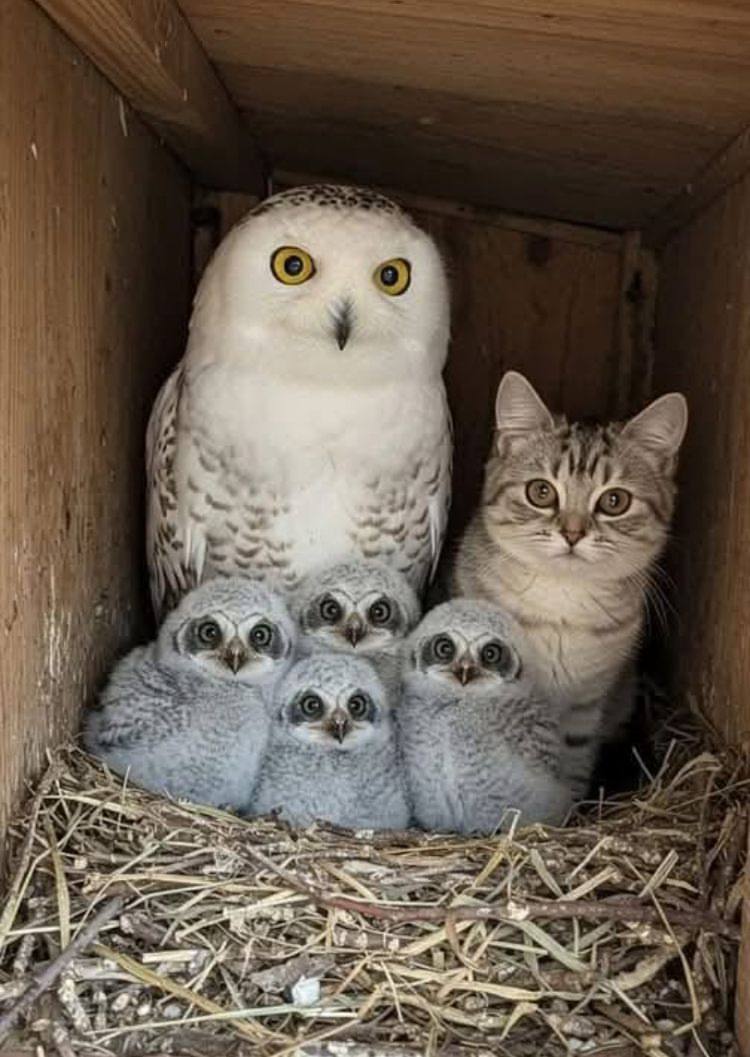 ....штирлиц ещё никогда не был так близок к провалу....