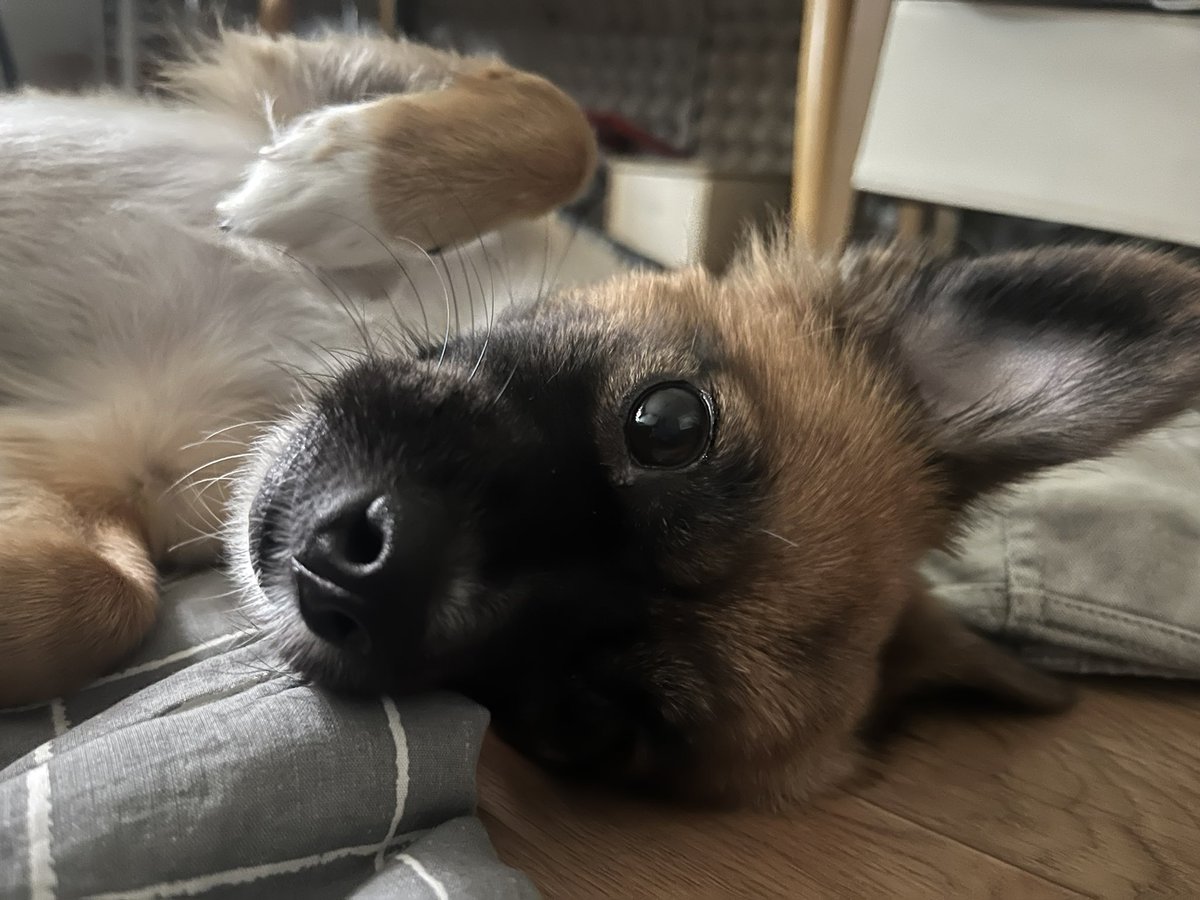 #진지한강아지 #다시봄 #쾌유

어제 실밥풀었어요. 무사히 잘 지나갔네요.
깔데기 쓰느라 고생했다 :)