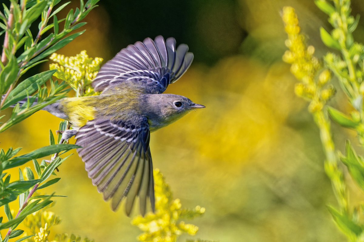 ejbarto1's tweet image. Busy evening (13 Sept 2025) at Central Parkās Wildflower Meadow: Prairie Warbler (S. discolor), Magnolia Warbler (S. magnolia), Least Flycatcher (E. minimus), and an Alder/Willow-type (Empidonax sp.). Migration in full swing! #birdcpp #birdnerd #nikonphotography