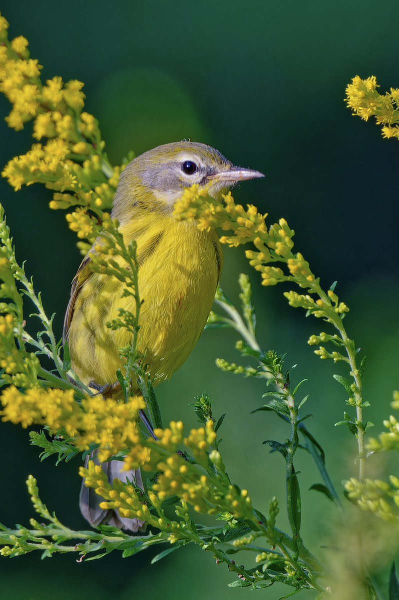 ejbarto1's tweet image. Busy evening (13 Sept 2025) at Central Parkās Wildflower Meadow: Prairie Warbler (S. discolor), Magnolia Warbler (S. magnolia), Least Flycatcher (E. minimus), and an Alder/Willow-type (Empidonax sp.). Migration in full swing! #birdcpp #birdnerd #nikonphotography