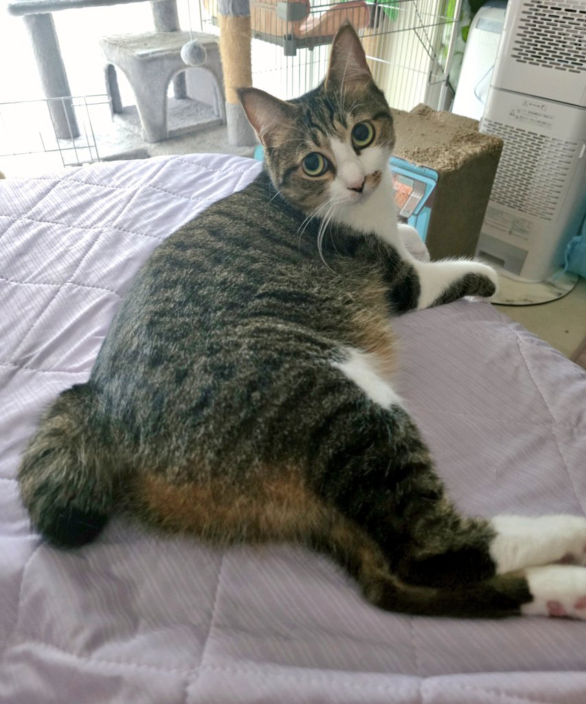おしりの形良すぎる