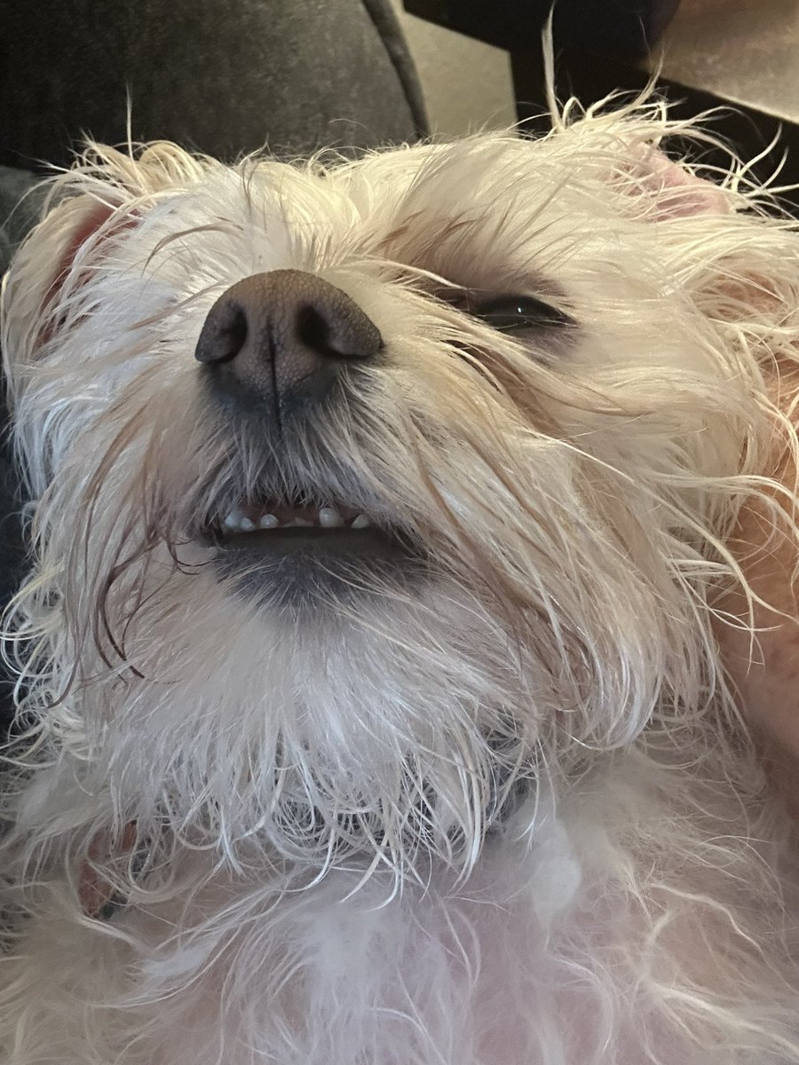 MuppetDogsMom's tweet image. Oliver Jean is resting up before tonight’s show!  #OPLive