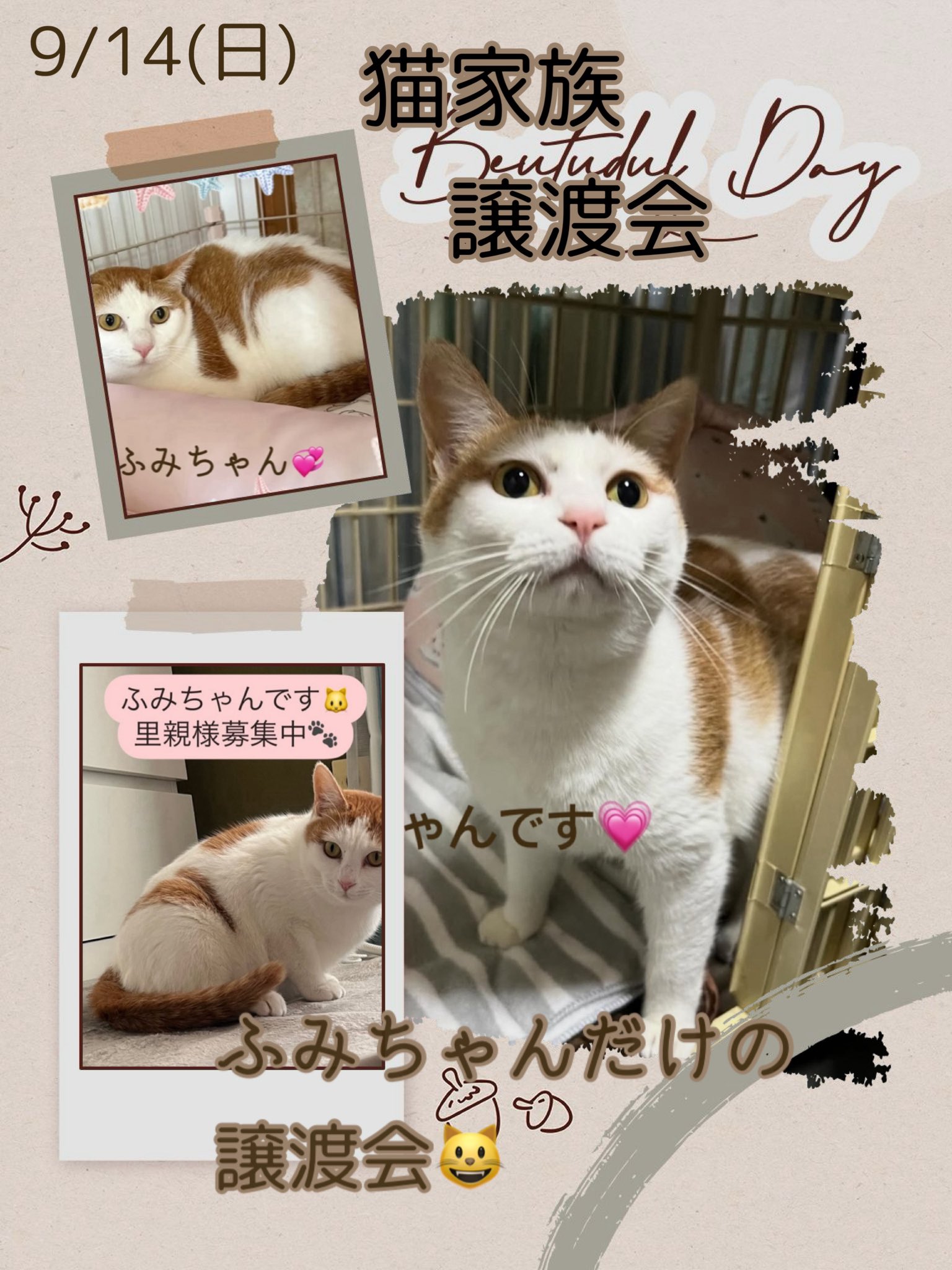 猫家族 (@nyanko_kazoku) / X
