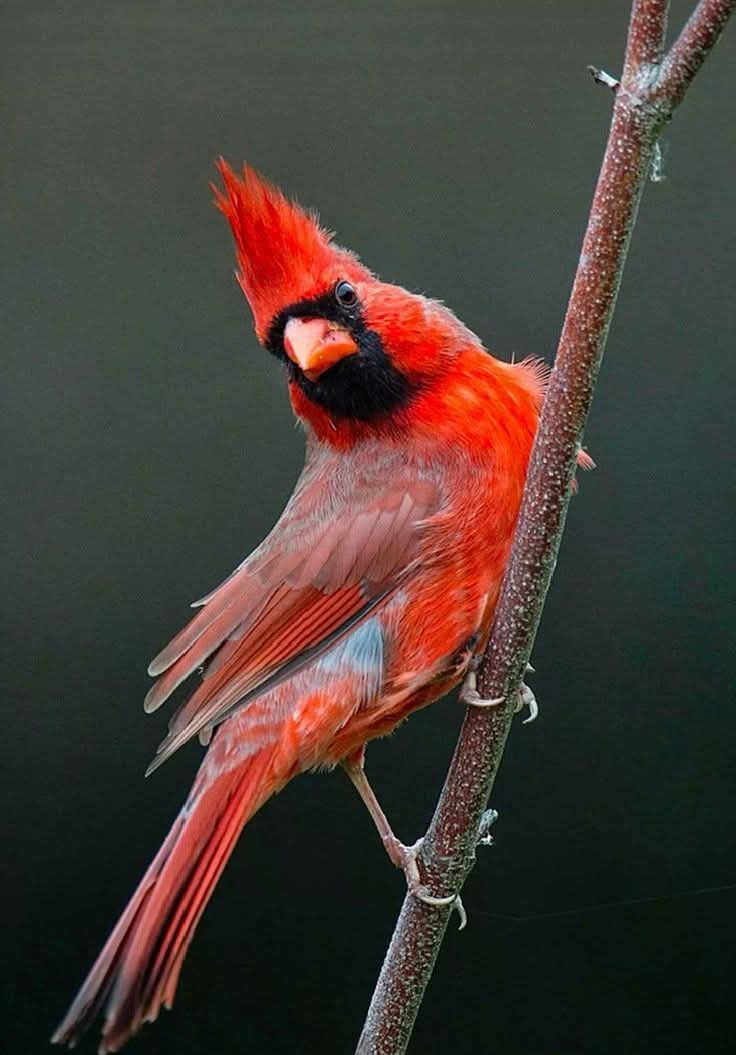 This sinus pressure and infection is still kicking my ass peeps. So I'm headed to bed to rest and so is carl the  cardinal.  Rest easy cardnation. L's up and cards4eva ♥️💯.