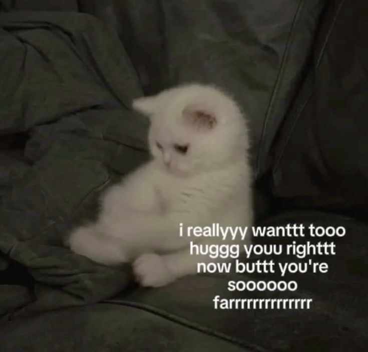 Out Of Context Animals (@animalscontexts) on Twitter photo 