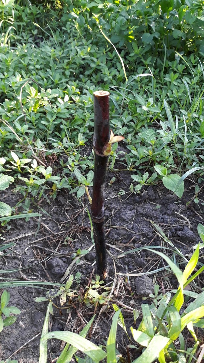 Lông ê bóe-liu.(Pennisetum setaceum 'Rubrum')