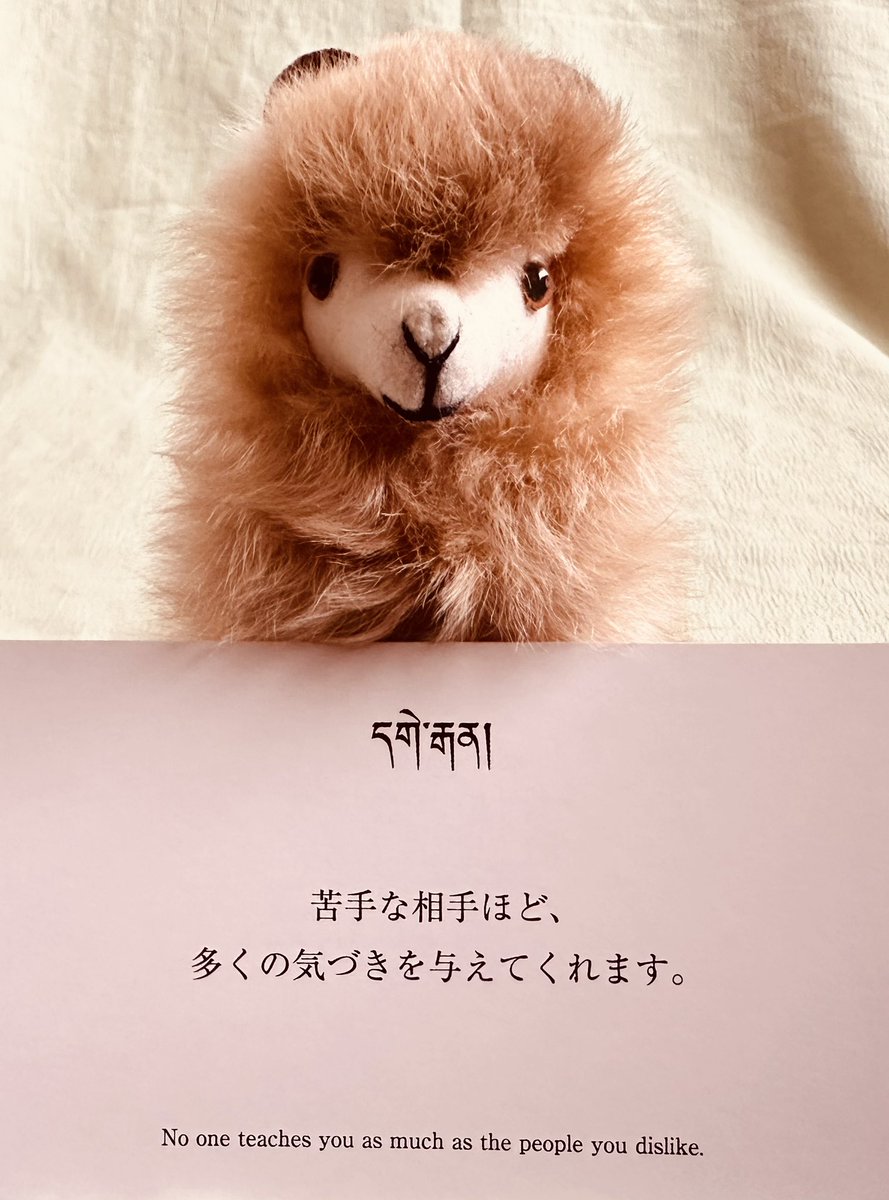 eito8mission's tweet photo. 今日のアルパカ様のおことば🐾
「苦手な相手ほど自分を教えたくれてるんだよねー。」 https://t.co/SAqogHVQfi