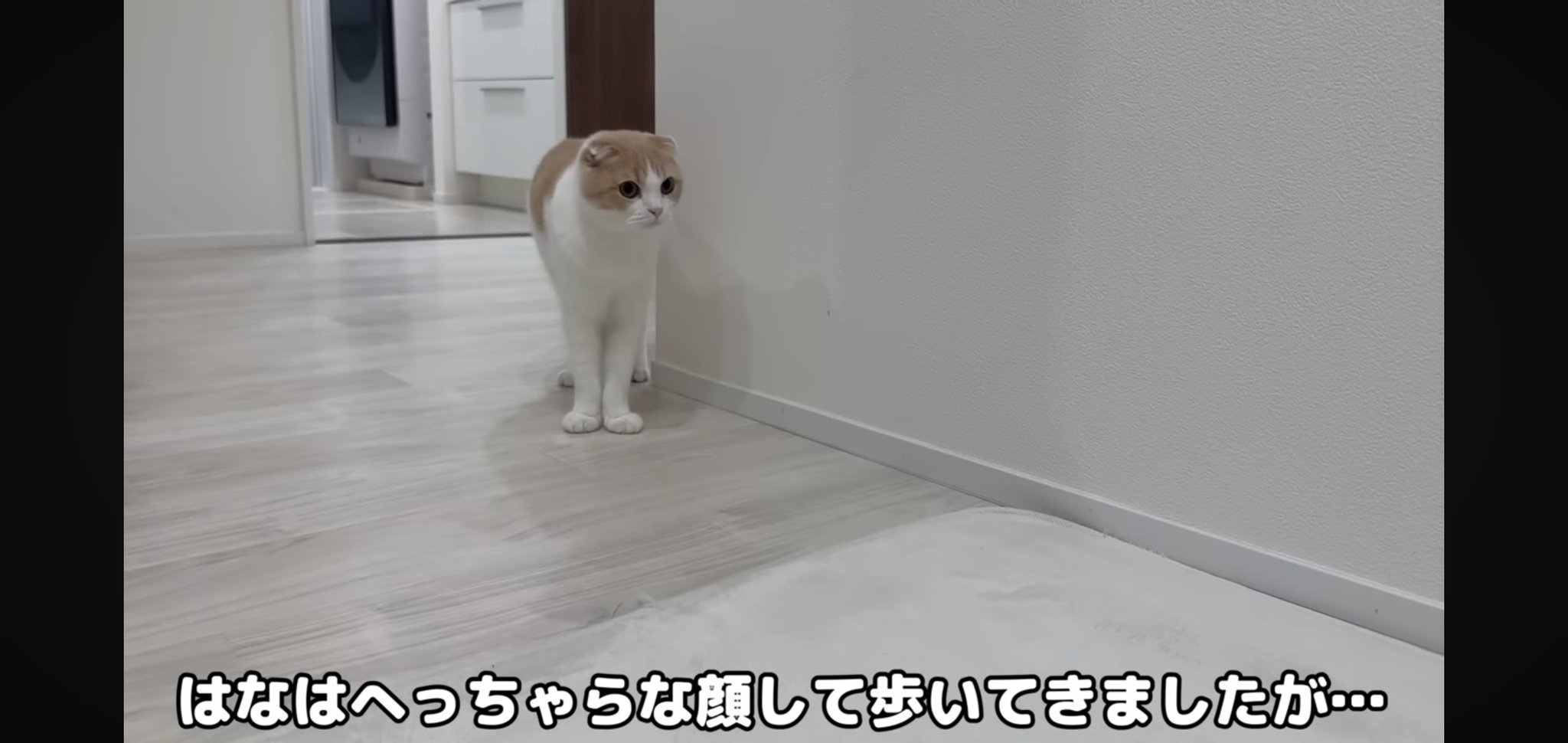 もち様 mofusand ジャバラウォッチ(サメにゃん) | mofusandもふもふ