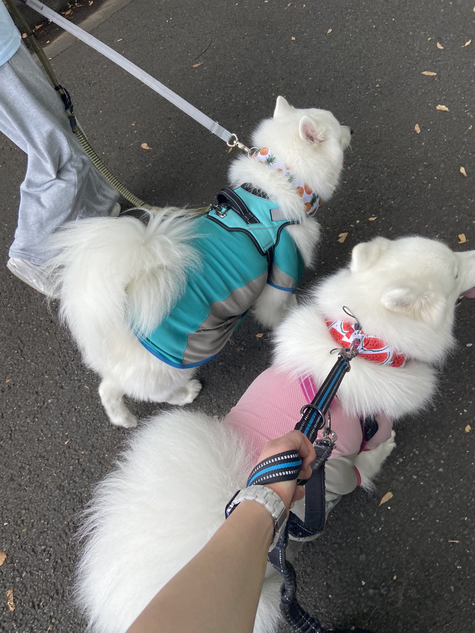 freckle seoul sinoon glowny samoyed フェケテ Samoyed Cafe in Seoul: A Must-Visit for Dog Lovers