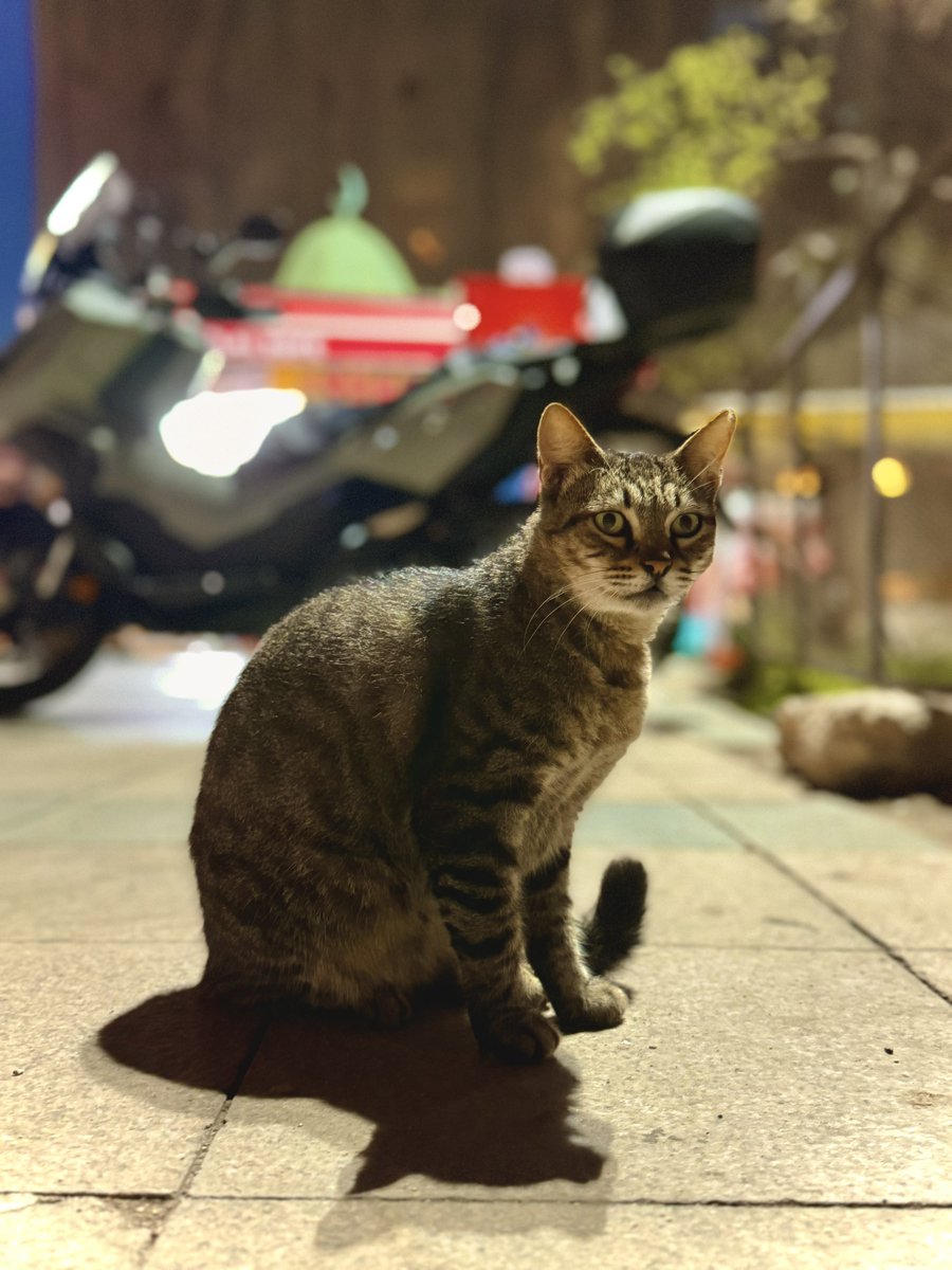 NANA_CoRRiENTE's tweet photo. #Türkiye #cats 
#ShotoniPhone16Pro https://t.co/AnRJu8R7pc