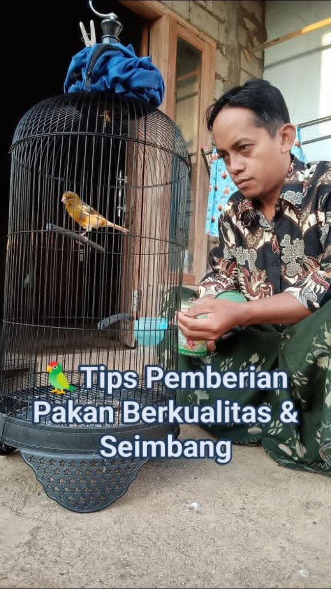 zainuriofficial's tweet image. 🦜Tips Pemberian Pakan Berkualitas &amp;amp; Seimbang
✓ Pakan utama: Bijian campur (canary seed, milet, niger seed, dll).
✓ Pakan tambahan:
Sawi hijau, brokoli, selada, apel merah, pepaya, telur puyuh, Kroto/ulat.
#fypシ゚viral #pecintaburung #inspirasi #bangzain #zainuriofficial