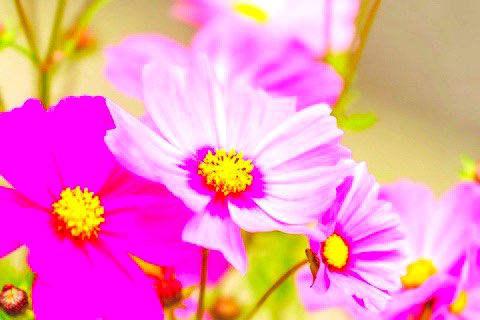 富田さとにわ耕園 コスモス