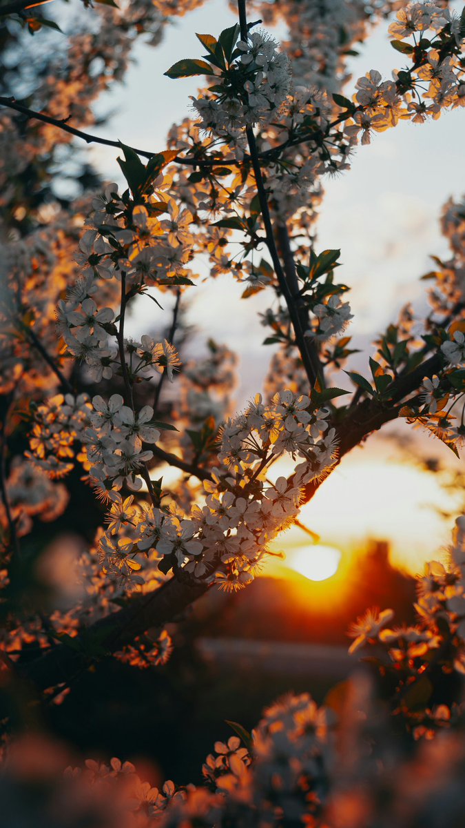 BeingTashi's tweet photo. Where flowers bloom so does hope.

#quoteoftheday #newday #ele #mindsetmatters #optimisitic #grateful #God #TheUniverse https://t.co/KcsrqHfqlz