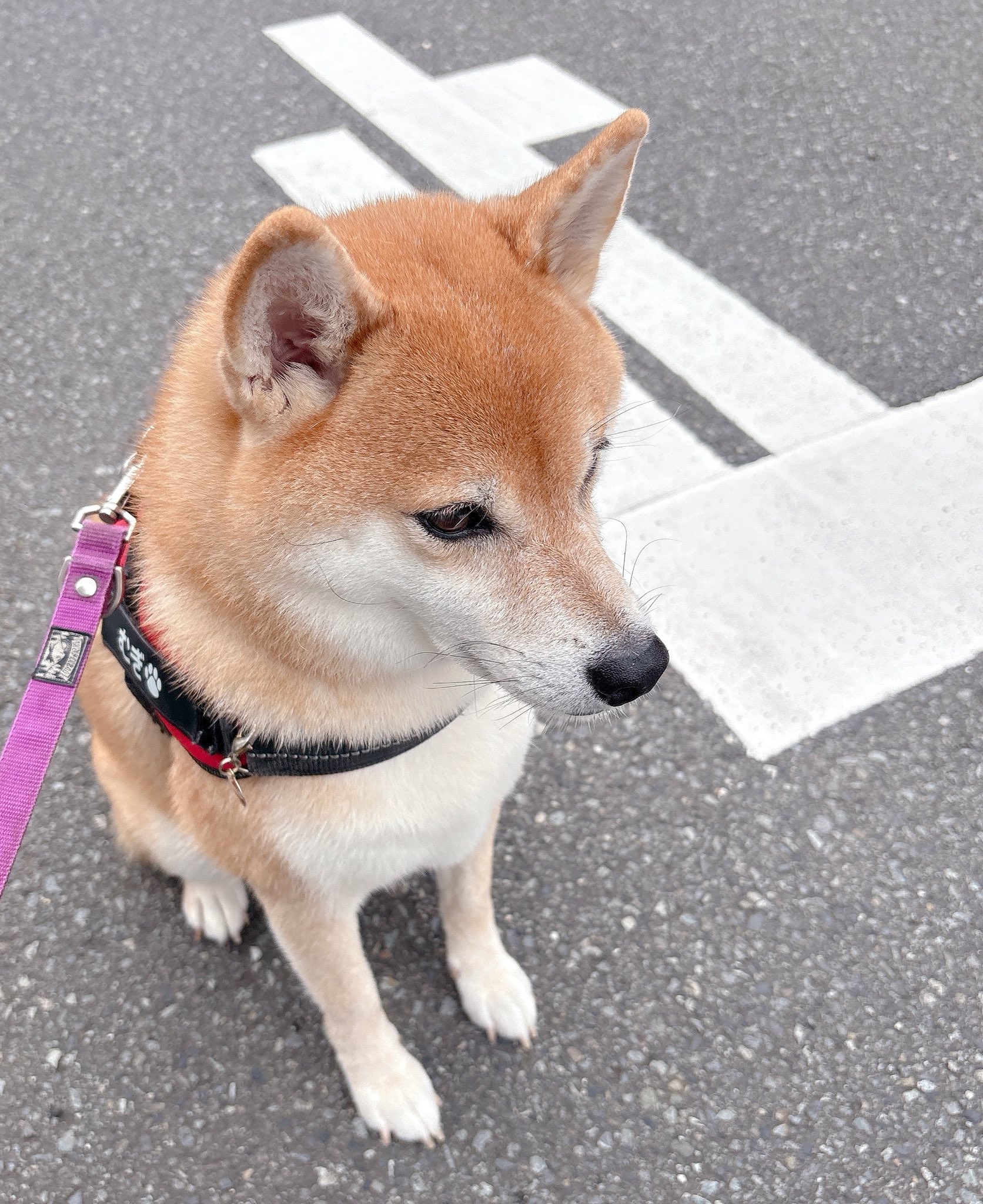 柴犬むぎ 走っている時の豪快さからは想像がつかないほど普段はのんびりや