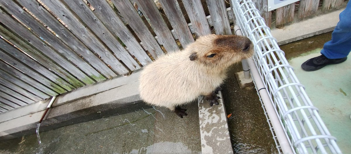 かぴぃ