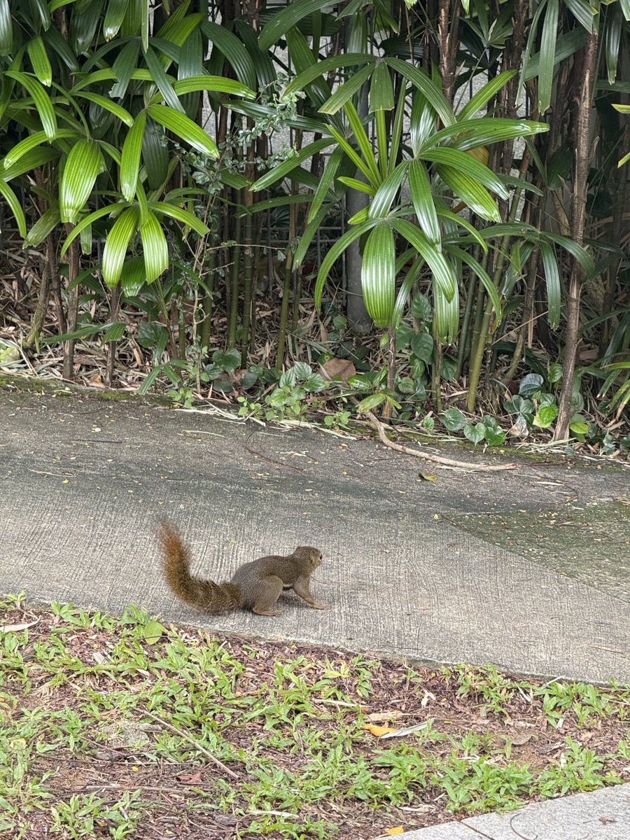 森の中の道にそれだけの物語を探しました🐿️