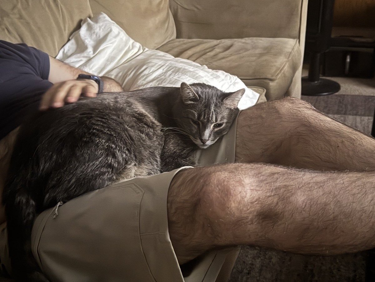 A relaxing #Caturday evening with Link.