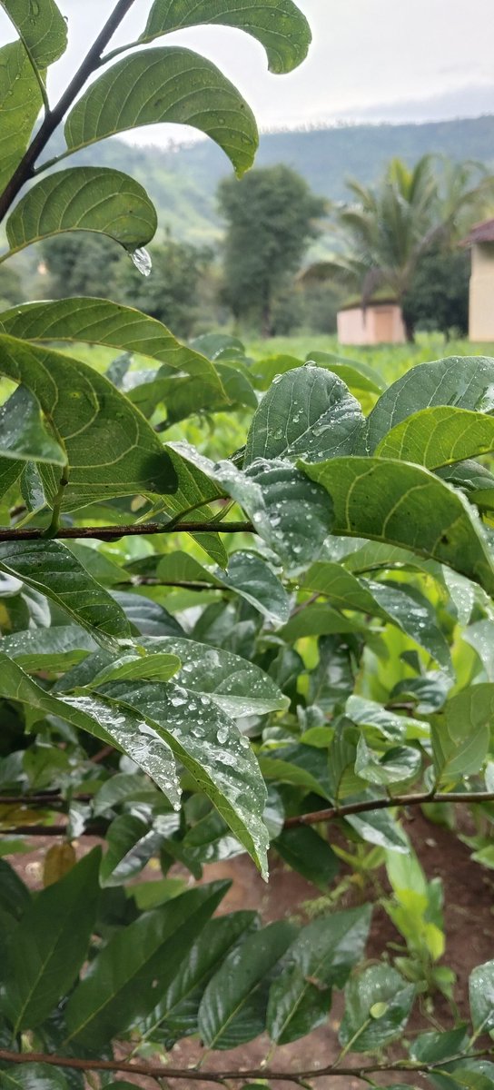 KishorWadk12676's tweet photo. Good morning.
#Roseflowers #custardapple #moringatree
#krishnavalleyfarms #sundaymornings ♥️ https://t.co/83jB2lvXms
