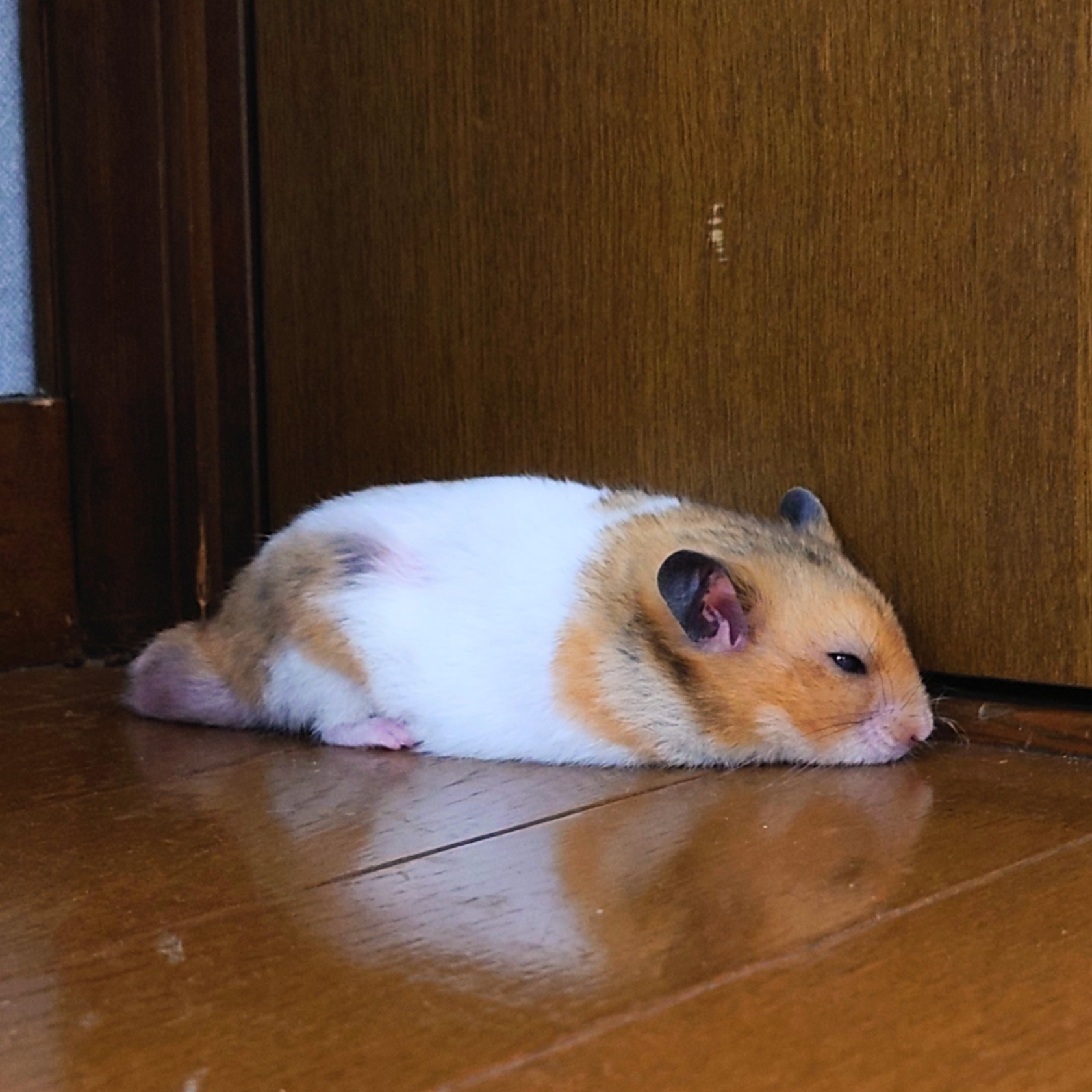 ぱんなこった様 極上ふるふるおいしいパンナコッタのレシピと私の妄想検索｜のんのん