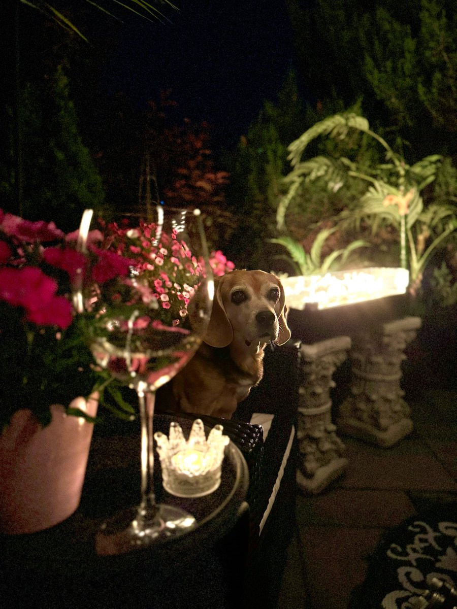 ✨Mama tooks dis artsy pic of meez on da patio wiff her tonight. ✨I tinks it’s cool of meez✨🌿💕🐶💕🌿✨#Moody #InTheGarden #FireFeature #Candlelight #Ambiance  #CuteBeagle <a href="/beaglefacts/">Beagle Facts</a>