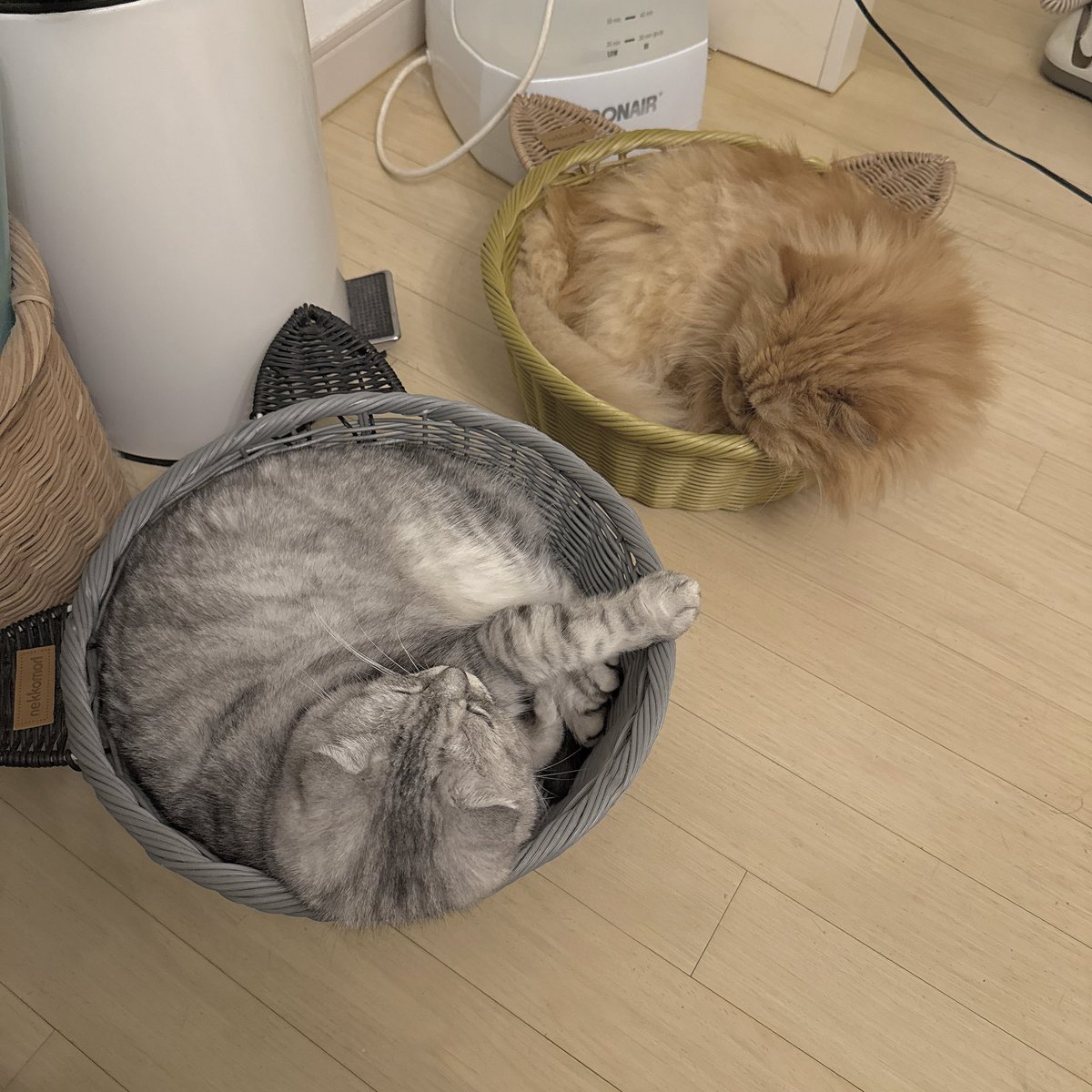 새벽에 자려고 방에 들어가니까 
무슨 일이 있었냐면 
.
.
각자 자기색깔 바구니에 들어가서 먼저 자고있었음.,.