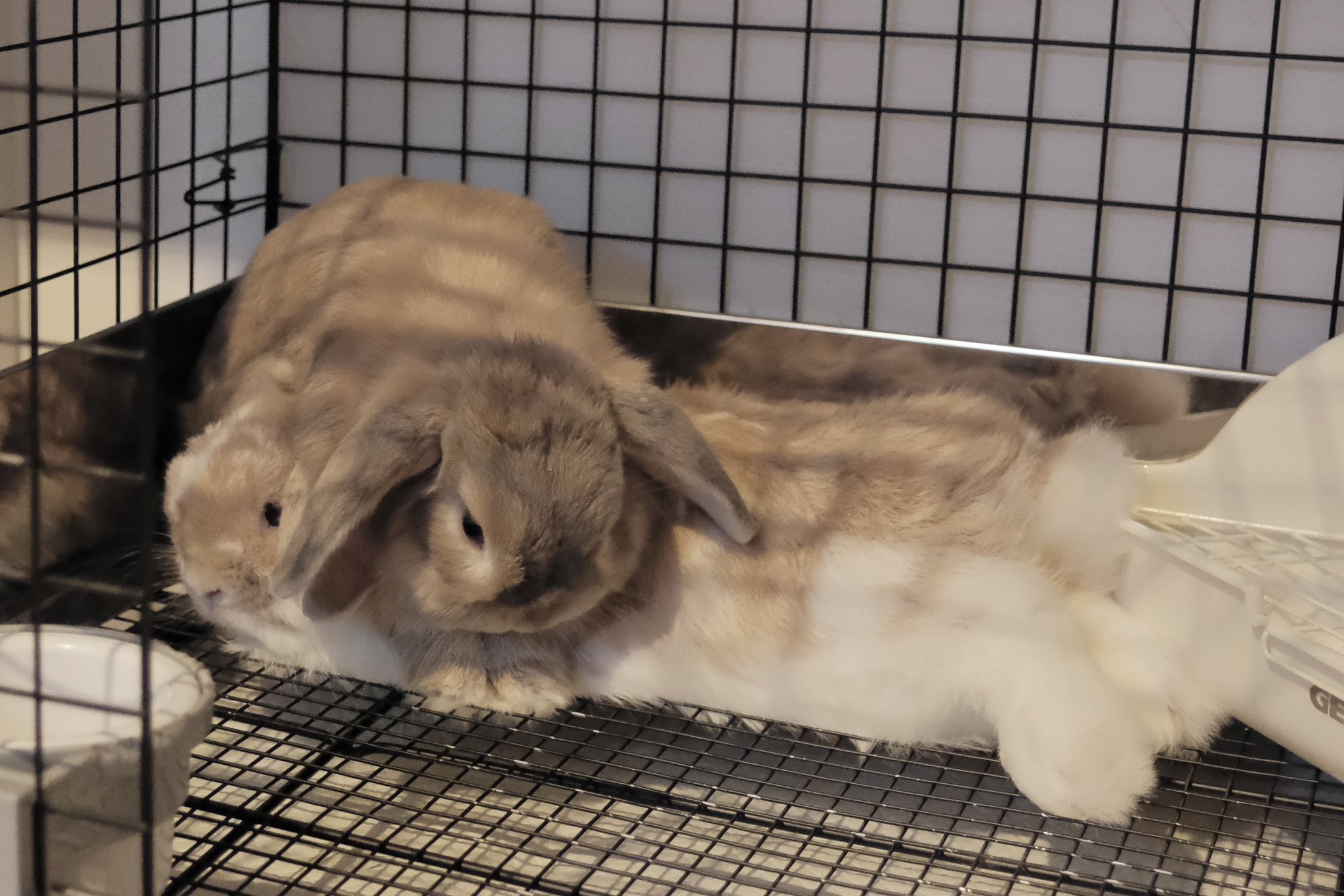 仲良しキャンディ♡うさぎ&ねこ