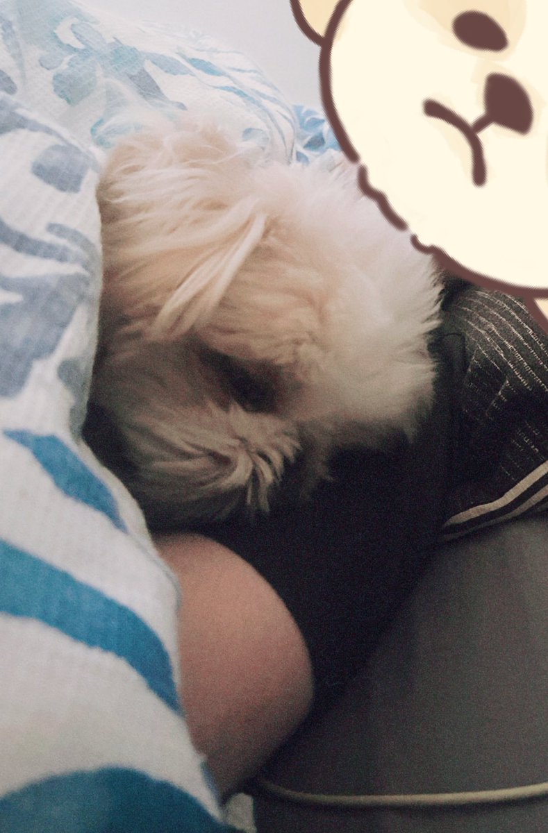 枕の使い方を熟知している🐶