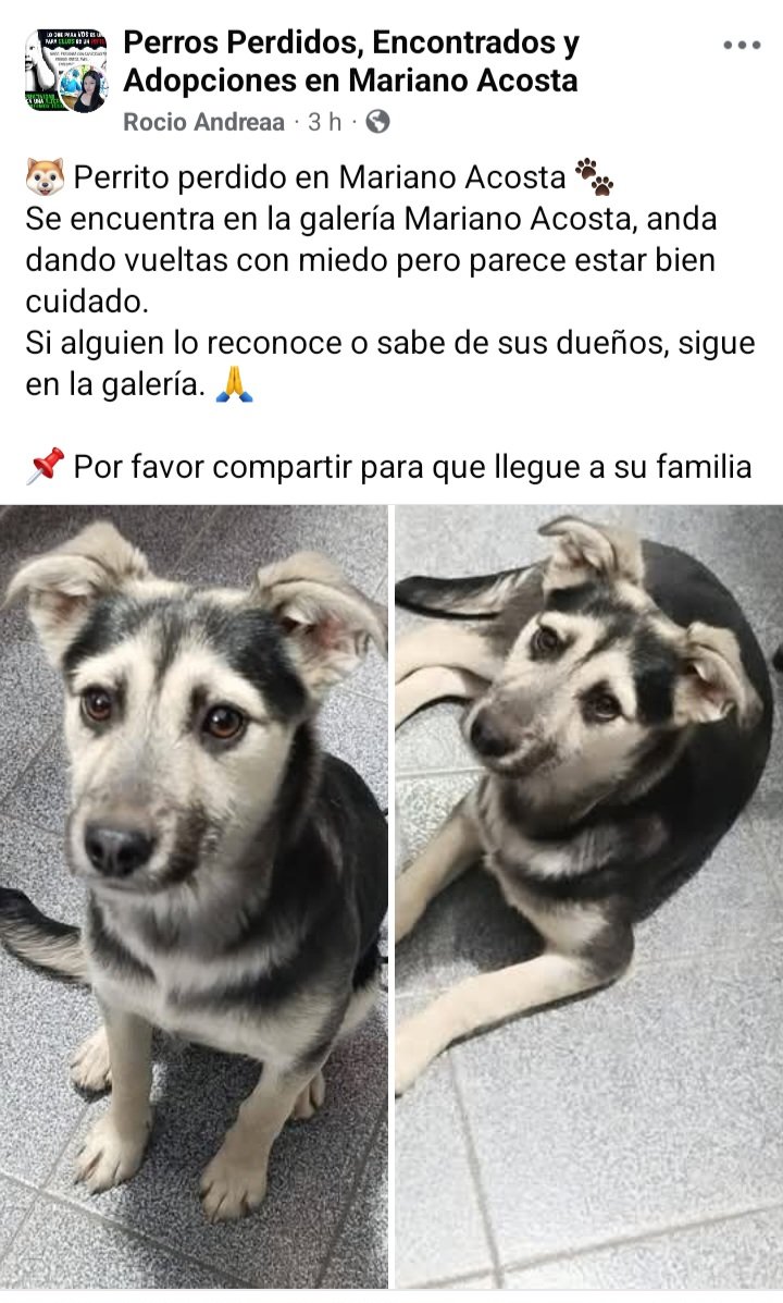 Perros de Merlo (@perrosdemerlo) on Twitter photo 