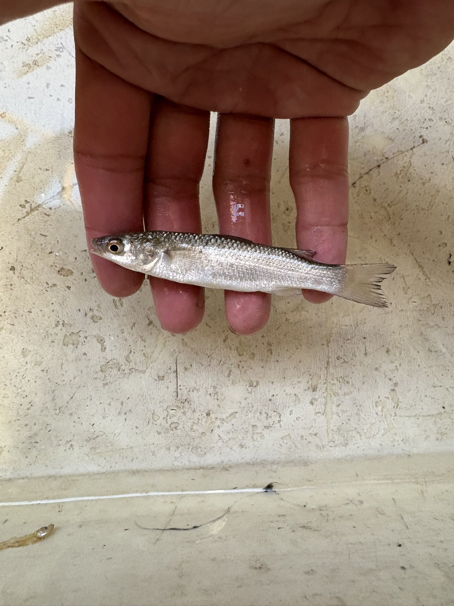 まみむめも。 (@mamimumemo8181) / X