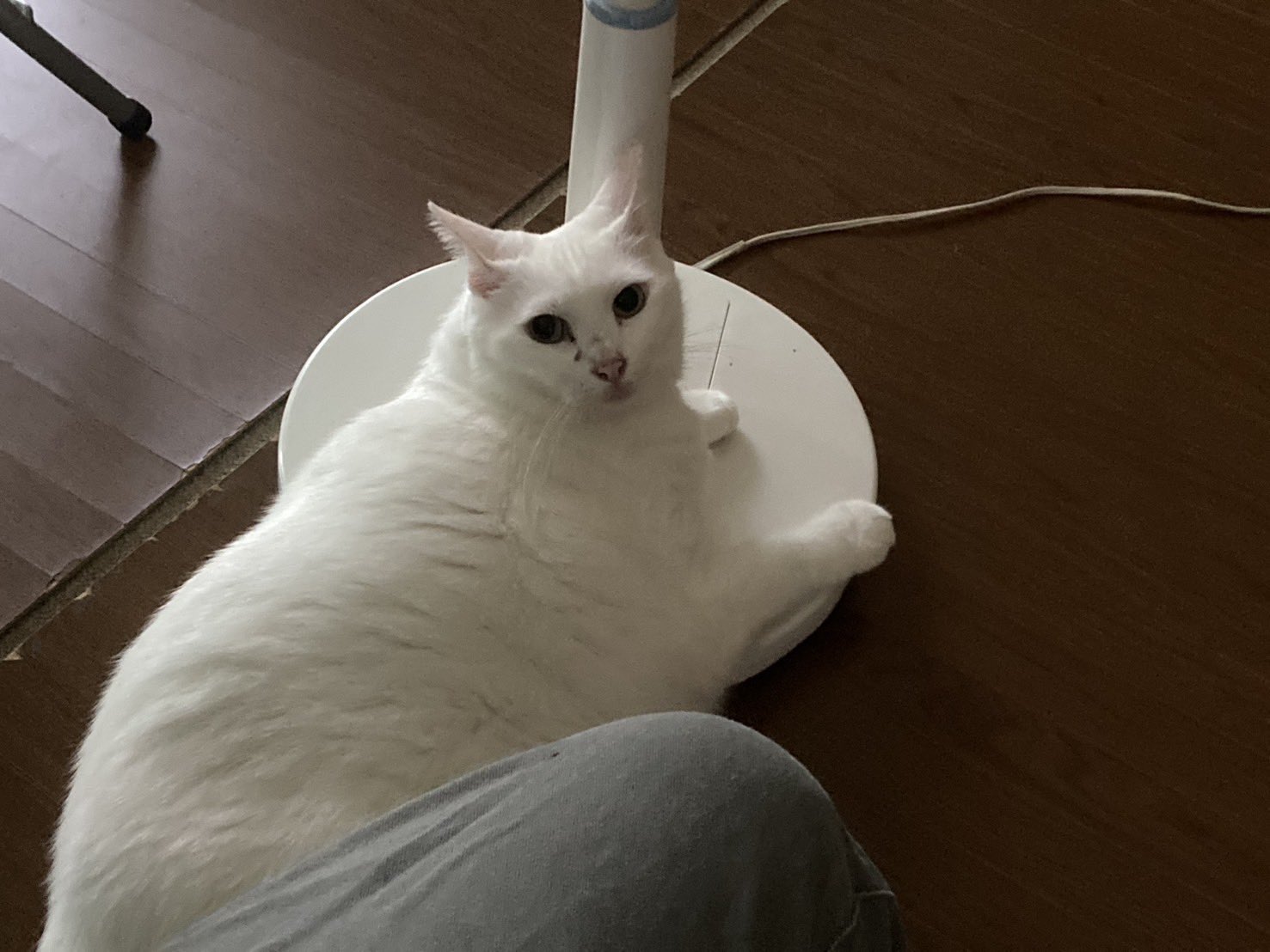 しろねこ 285に来て約半年が経ったこじろう君。 すっかり285の生活にも